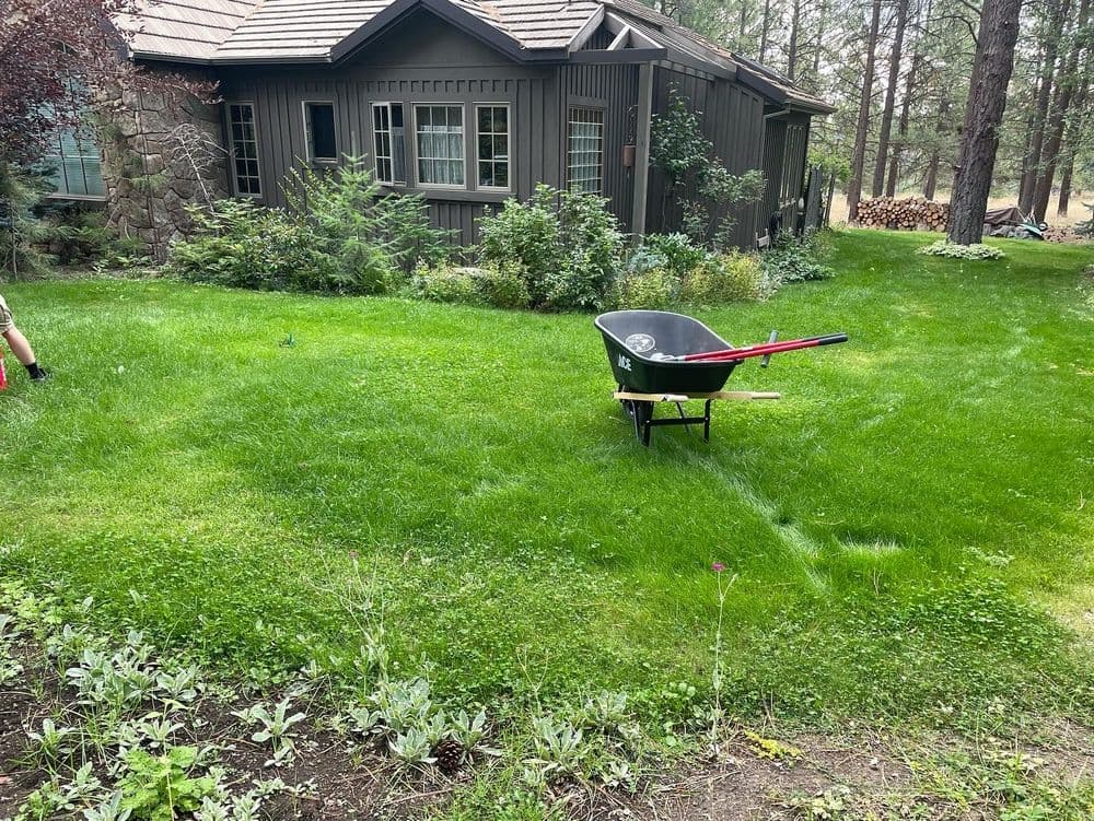 Green lawn with a wheelbarrow near a house surrounded by trees and shrubs.