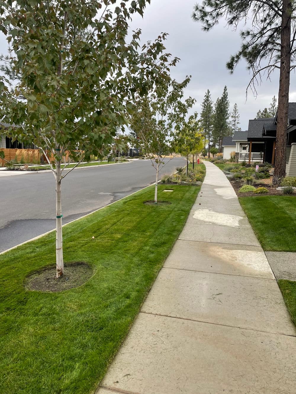 Freshly laid sod in a street-side strip with young maples in mulch rings, tight seams running the length of the sidewalk.